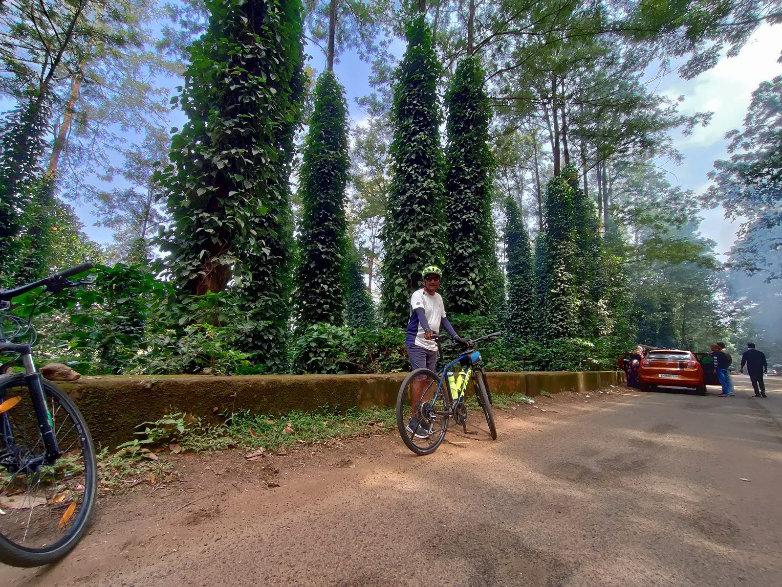 Cyclist among tall ivy-covered trees